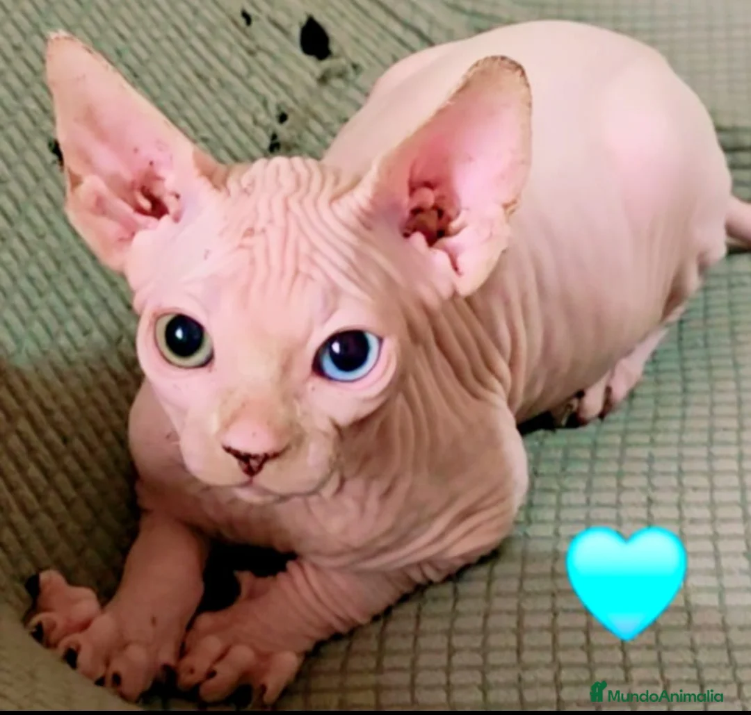 Sphynx gatos en venta: Sphynx macho de ojos dispares - Anuncio 1