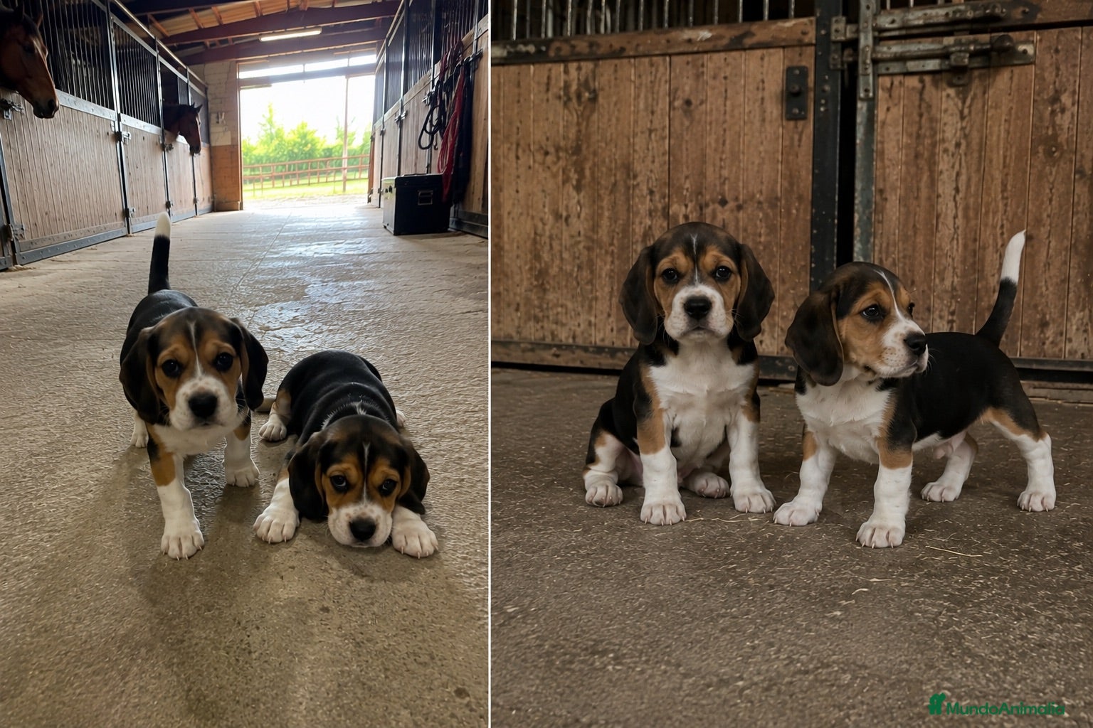 Beagle perros BEAGLE - PUPPY - CACHORROS  - Anuncio 4