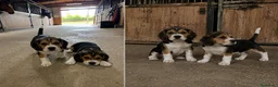 Beagle perros en venta: BEAGLE - PUPPY - CACHORROS  - Anuncio 1