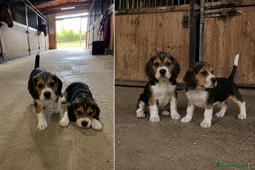 Beagle perros en venta: BEAGLE - PUPPY - CACHORROS  - Anuncio 1