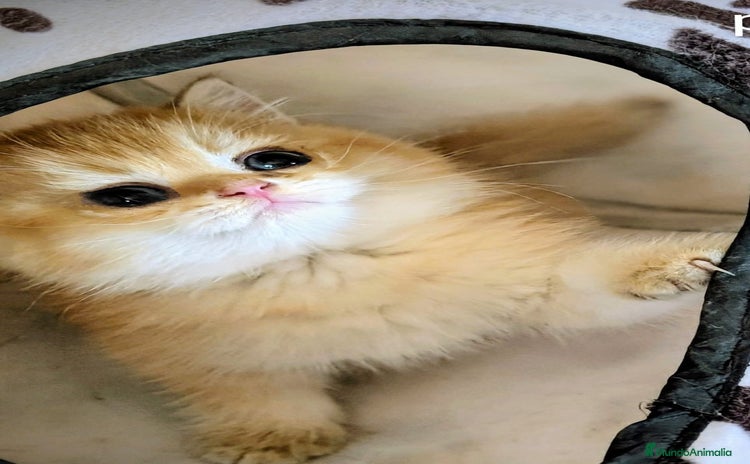 Británico de Pelo Corto gatos - Anuncio 1