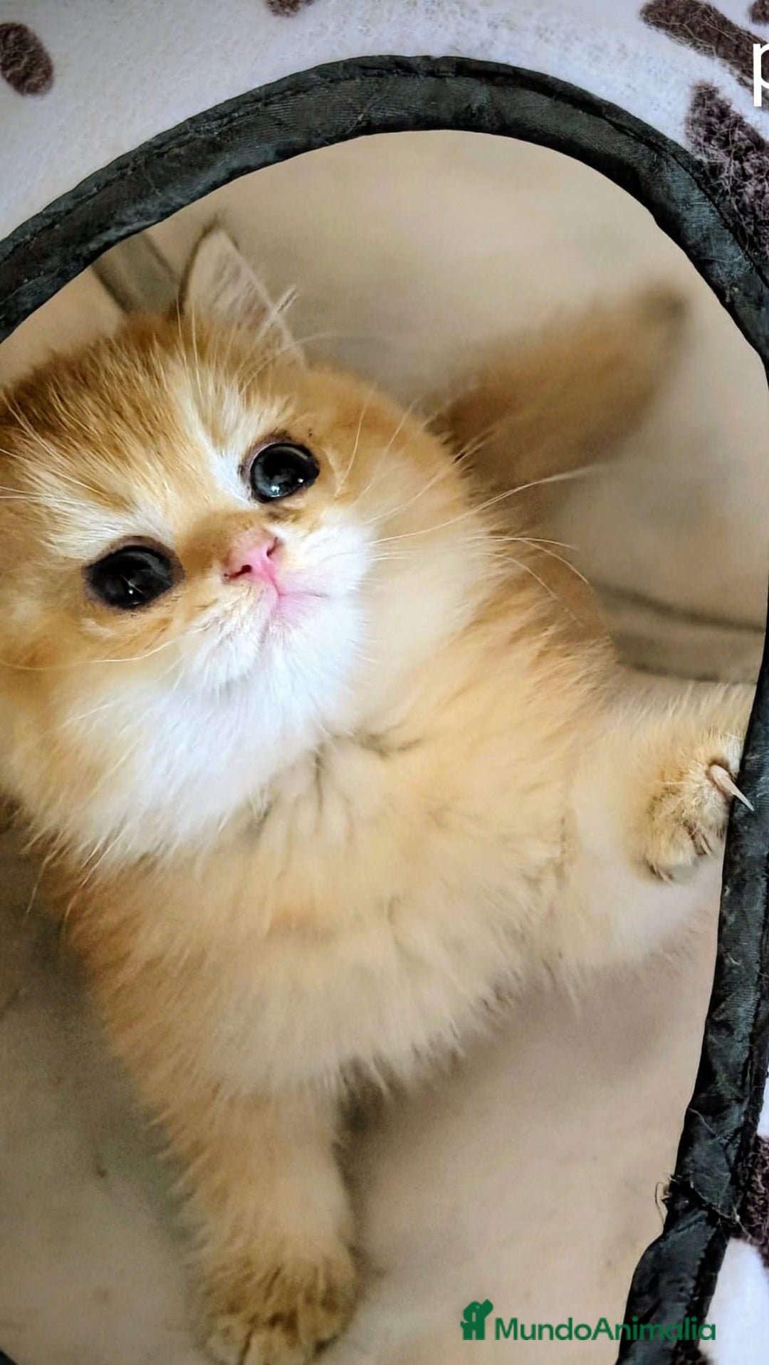 Británico de Pelo Corto gatos en venta: British shorthair en variedad golden - Imagen 1