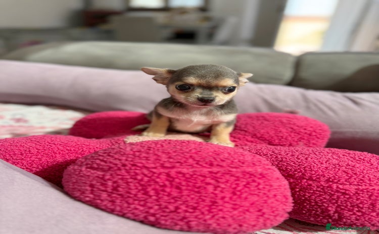 Chihuahua perros - Anuncio 1