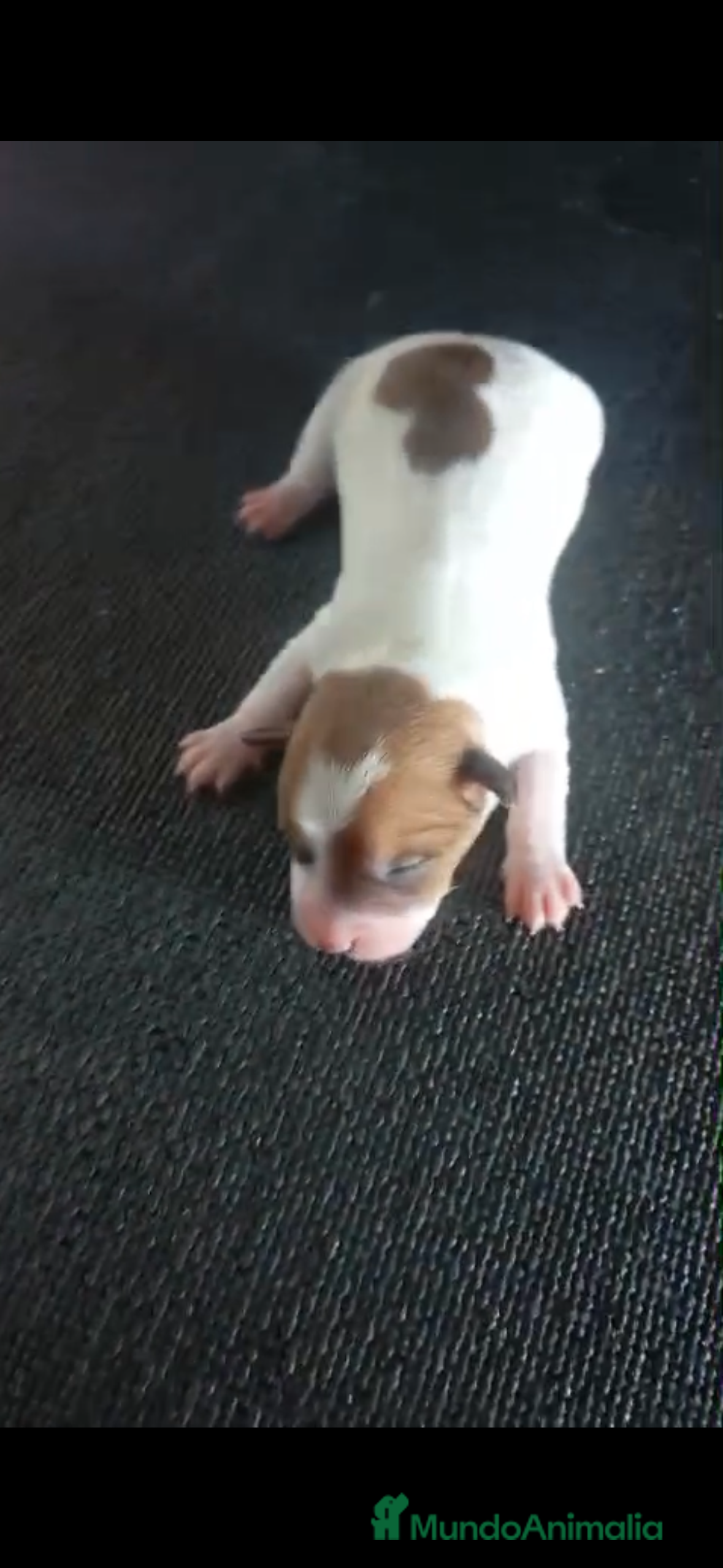 Jack Russell Terrier perros Camada de Jack Russell - Anuncio 2