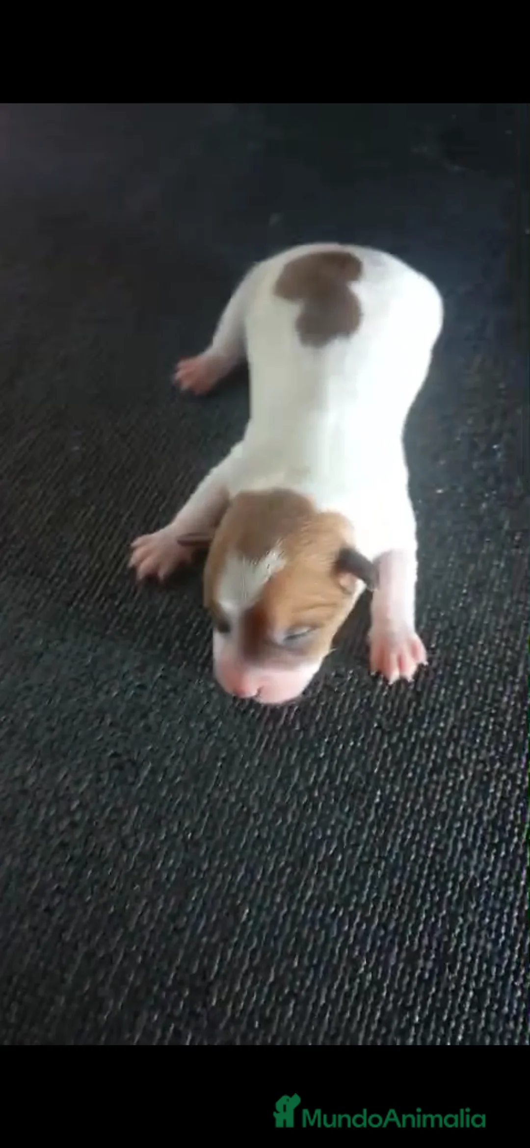 Jack Russell Terrier perros en venta: Camada de Jack Russell - Anuncio 1