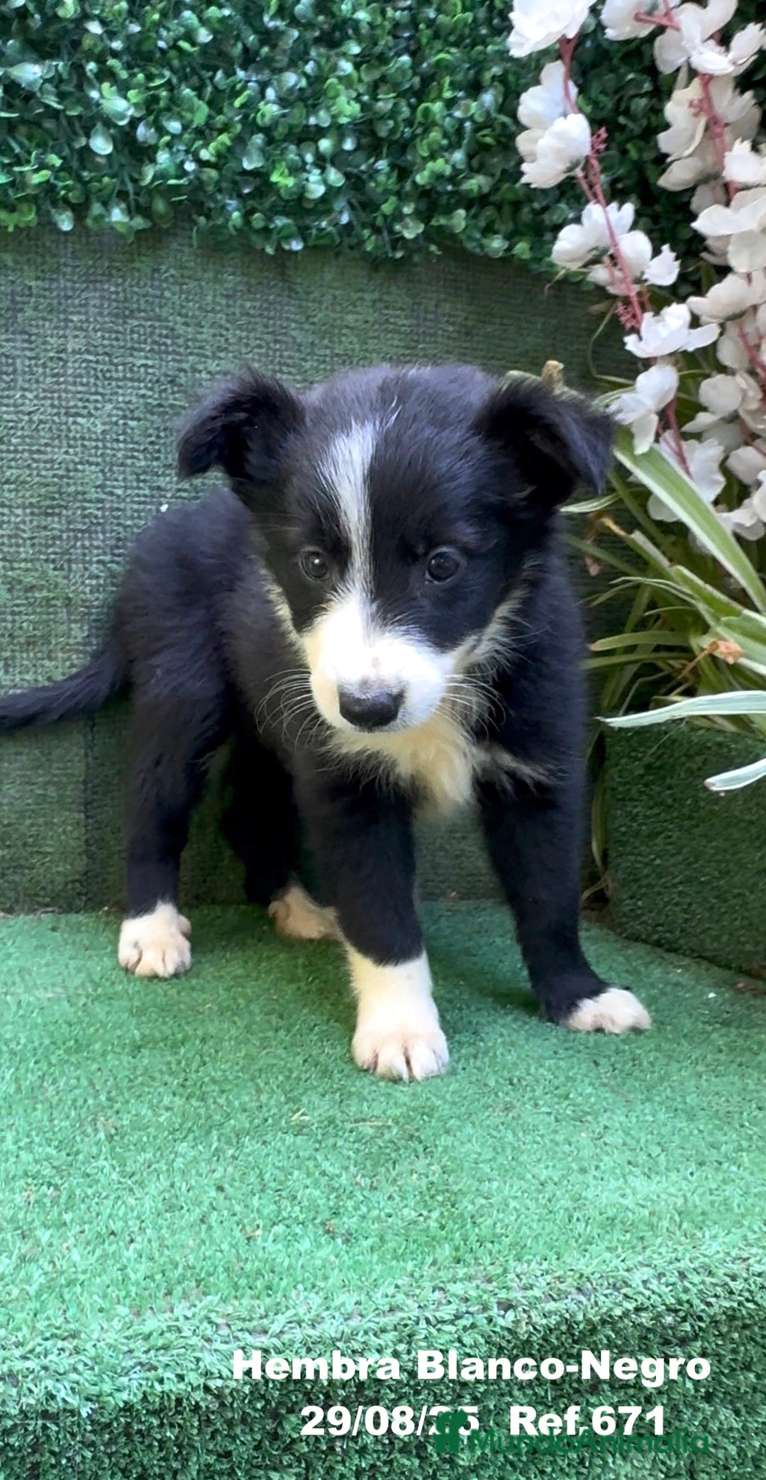 Border Collie perros en venta: Border Collie - Imagen 39