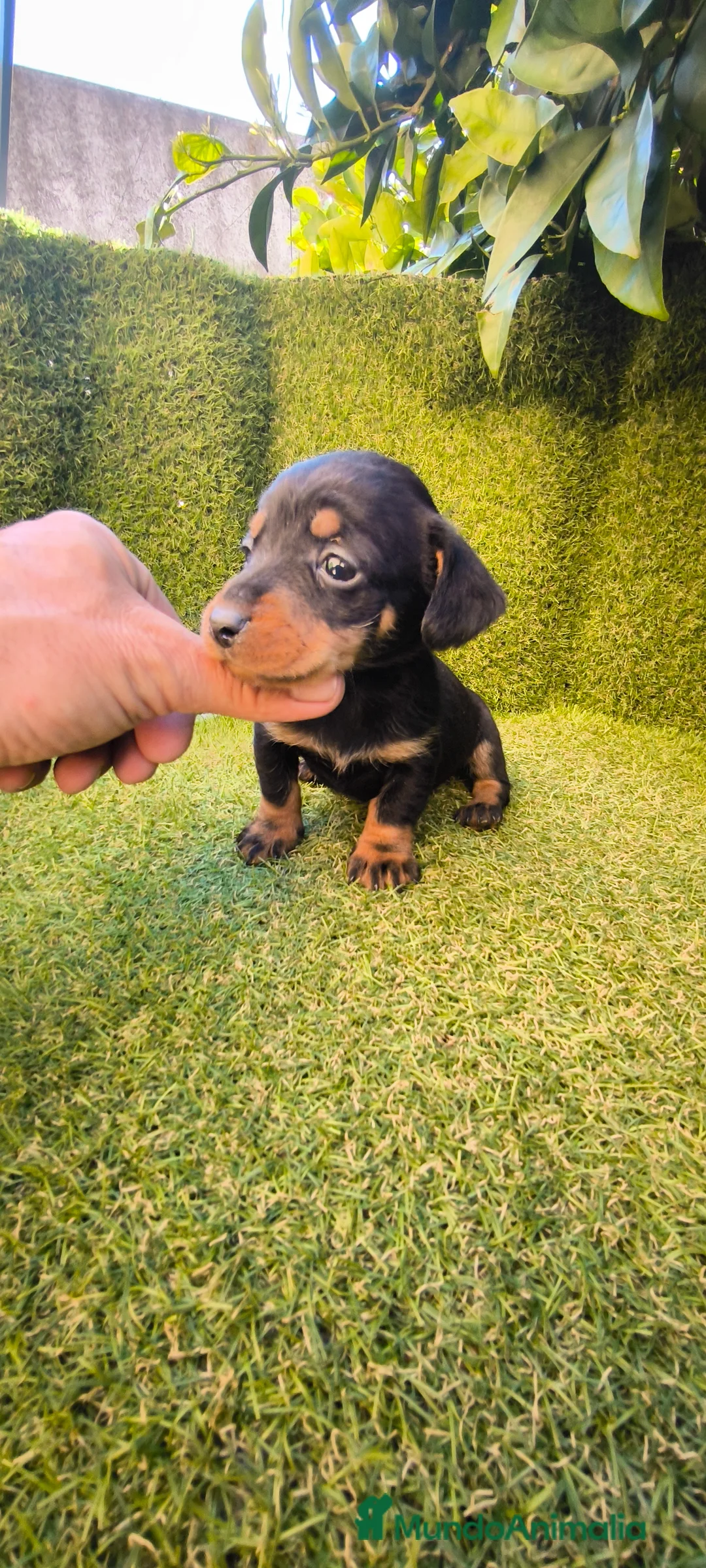 Teckel Miniatura perros en venta: camada teckel miniatura  - Anuncio 20