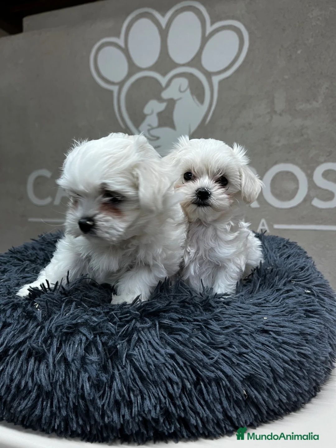 Bichón Maltés perros en venta: Bichón maltés  - Anuncio 2
