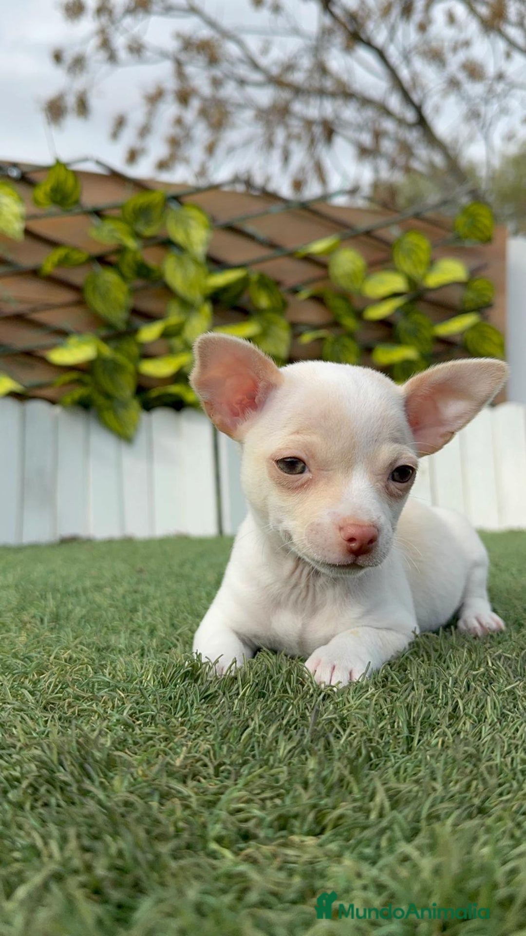 Chihuahua perros en venta: CHIHUAHUA MACHO - Anuncio 16