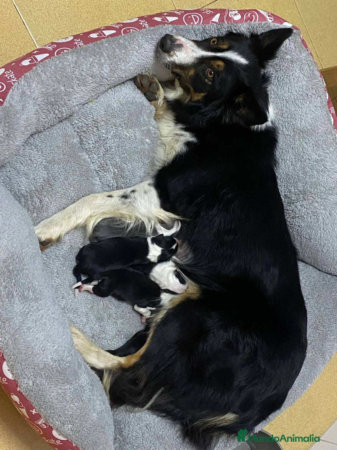 Border Collie perros en venta: Collies  - Anuncio 2