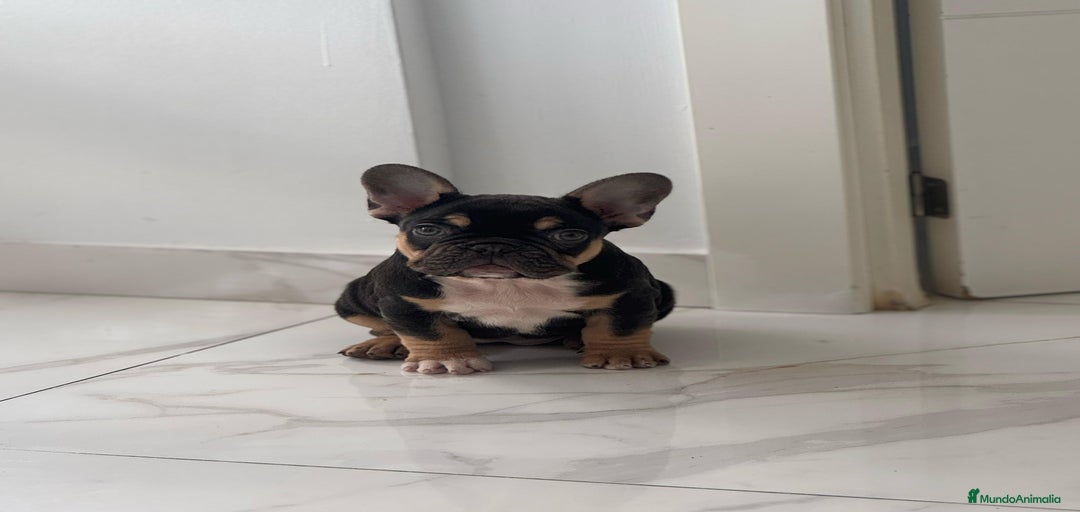 Imagen de galería {{count}}