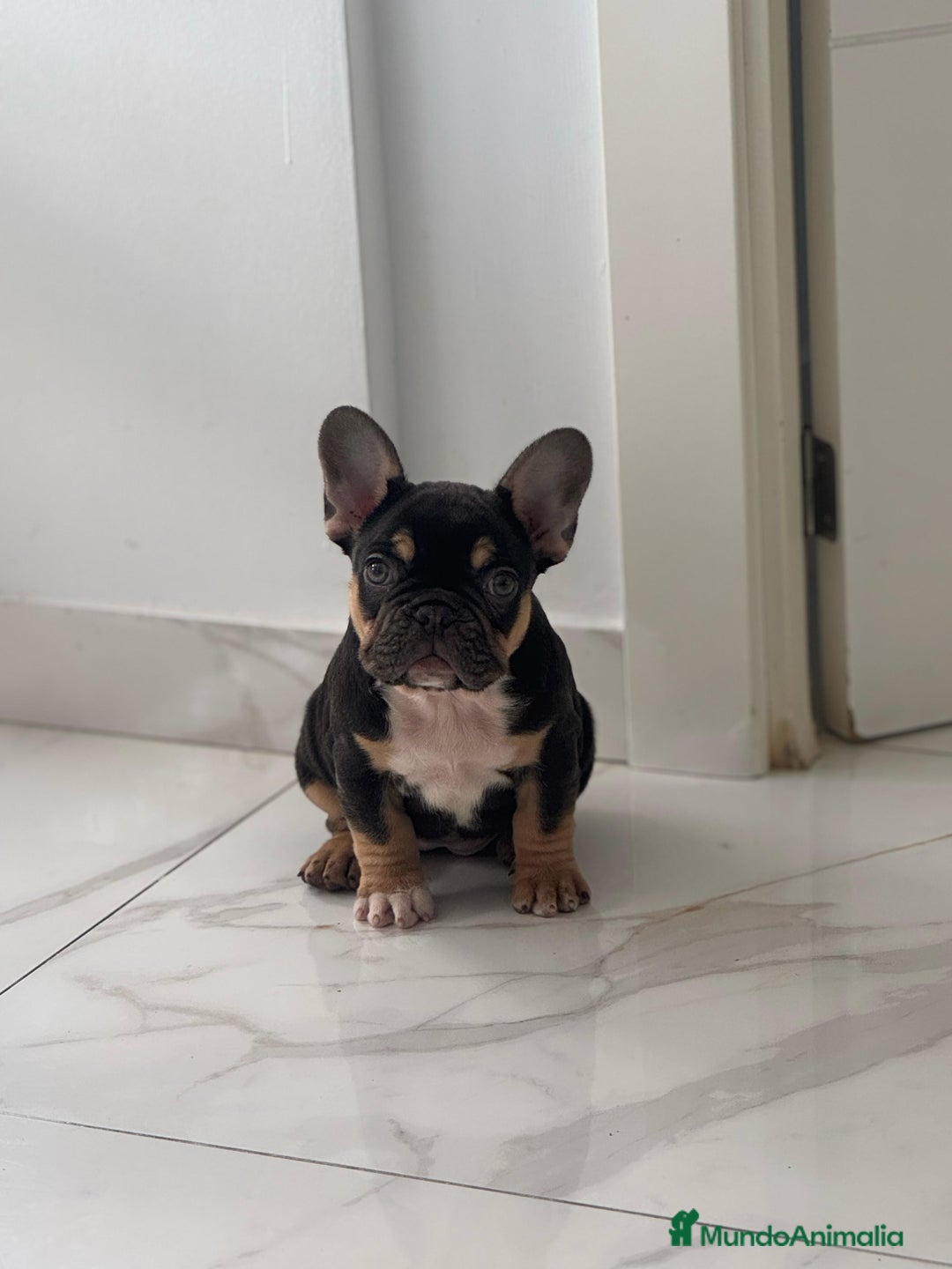 Imagen de galería {{count}}