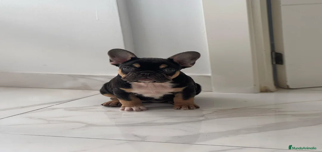 Imagen de galería {{count}}