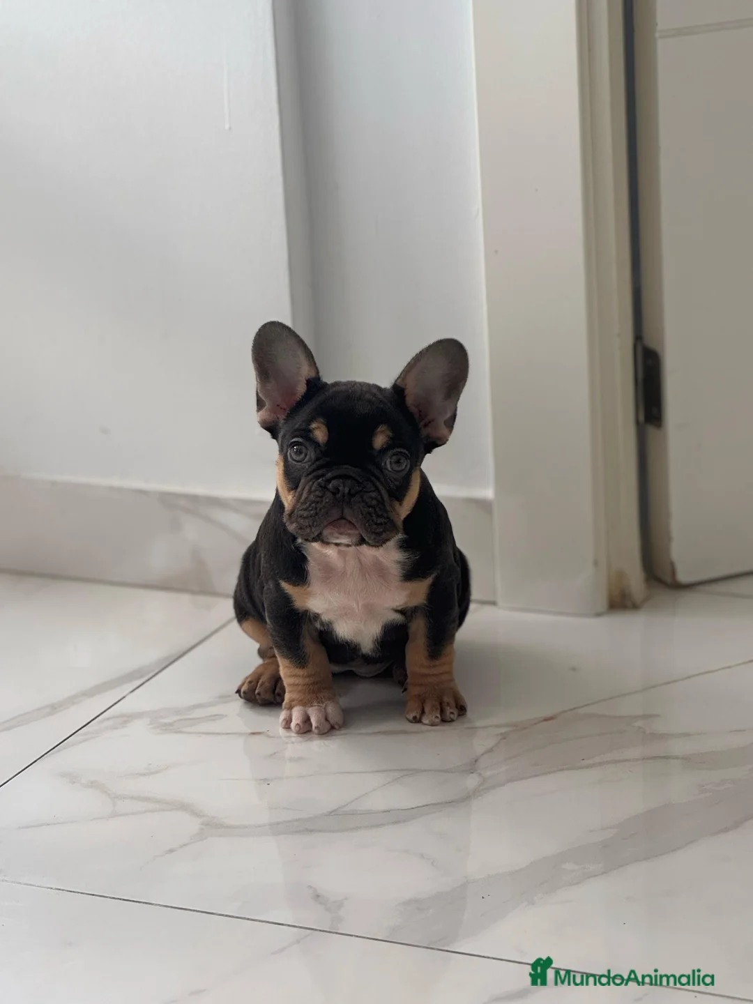 Imagen de galería {{count}}