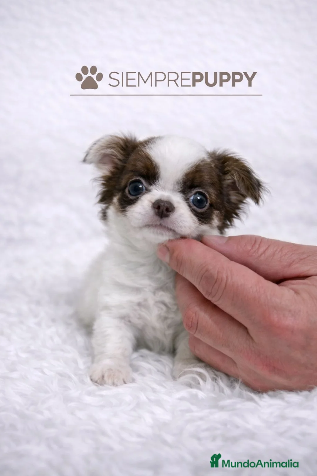 Chihuahua perros en venta: CHIHUAHUA TOY PELO LARGO CHOCOLATE Y BLANCO - Anuncio 2