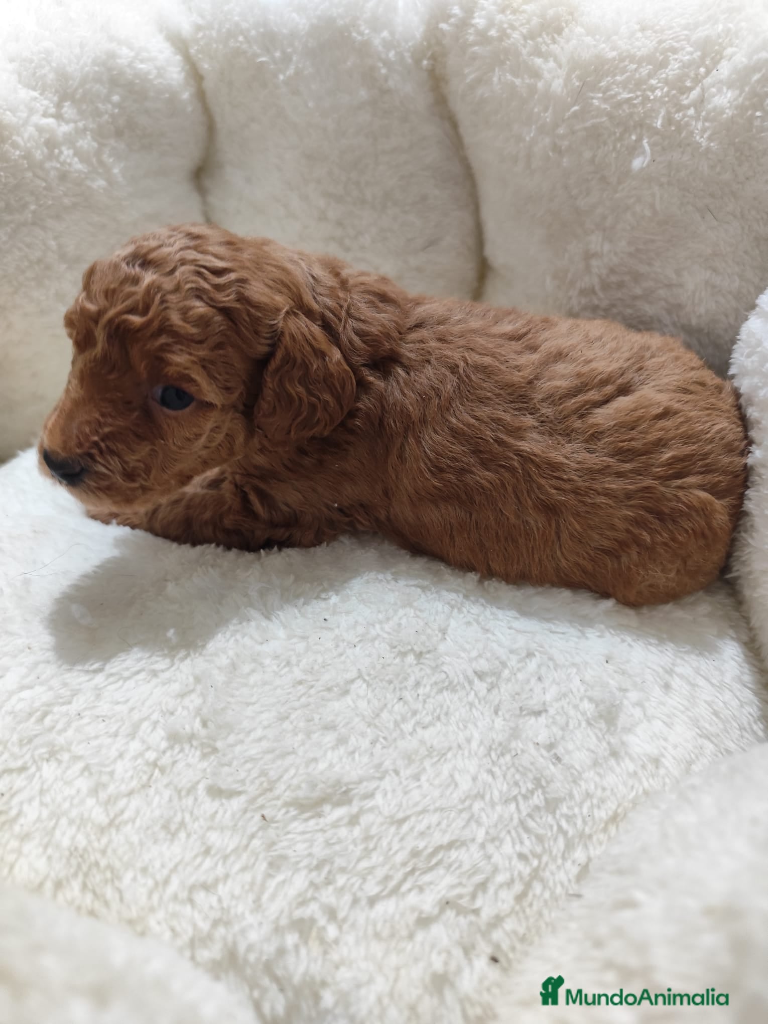 Caniche Toy perros en venta: Caniche toy  - Anuncio 16