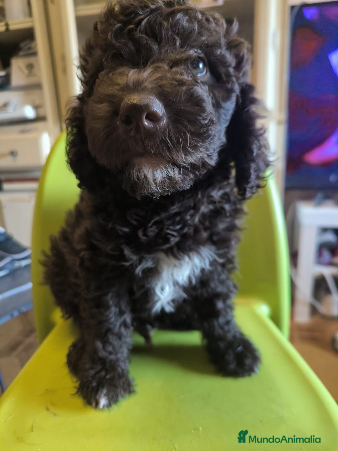 Perro de Agua Español perros en venta: Perro de aguas macho - Imagen 1