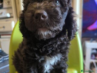 Perro de Agua Español perros Perro de aguas macho - Anuncio 22