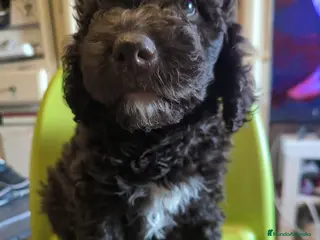 Perro de Agua Español perros Perro de aguas macho - Anuncio 7