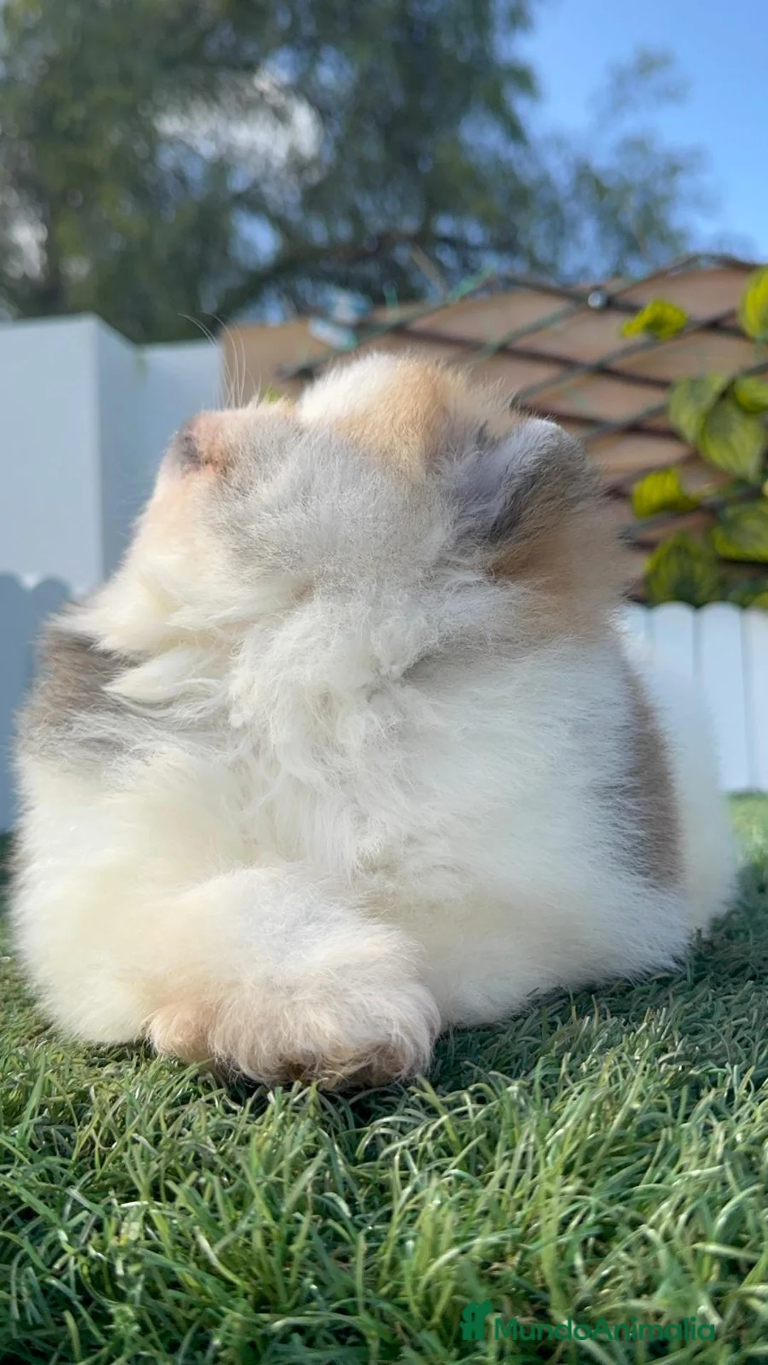 Pomerania perros en venta: POMERANIA - Anuncio 11