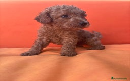 Caniche Enano perros en venta: Caniche enano pequeño  - Imagen 16