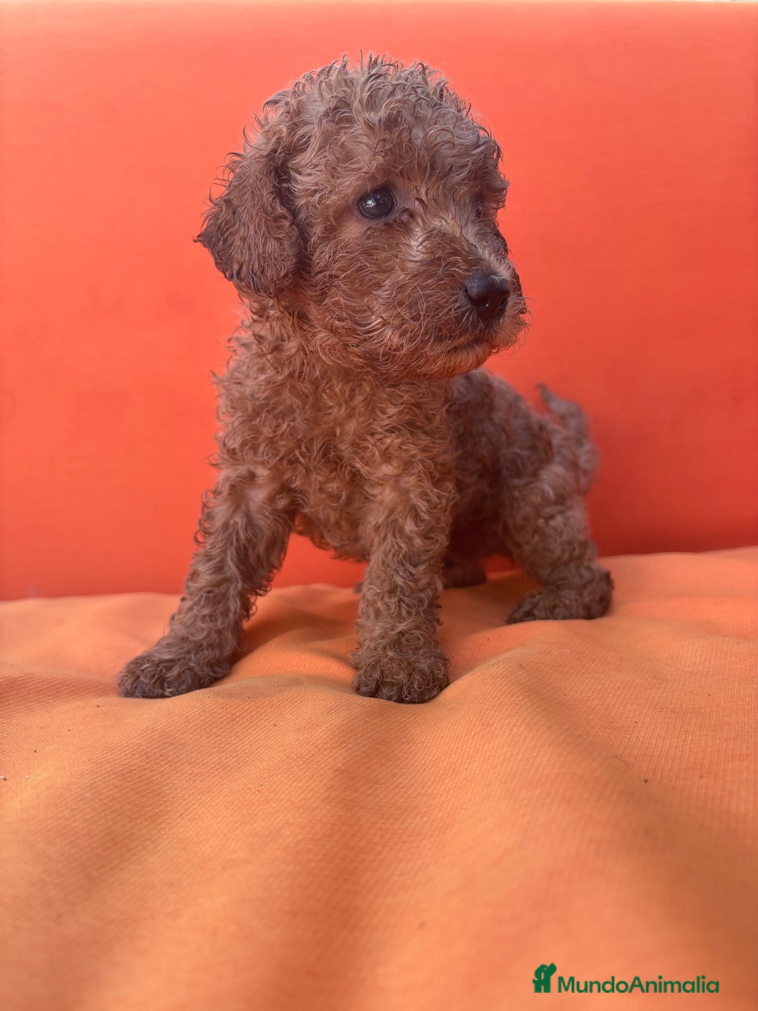 Caniche Enano perros en venta: Caniche enano pequeño  - Imagen 16