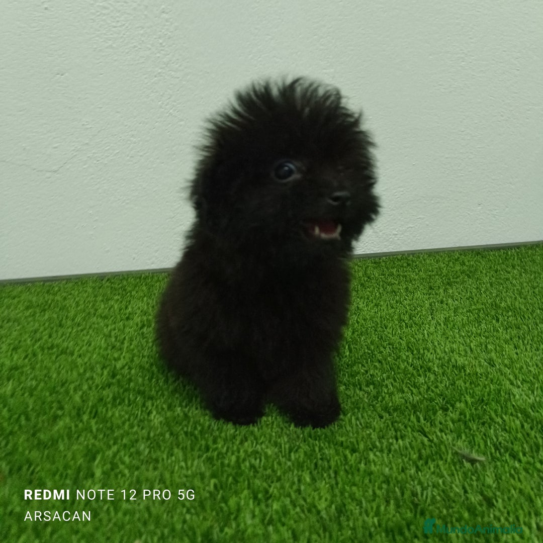 Caniche Toy perros en venta: Caniche toy- pomerania  - Imagen 3