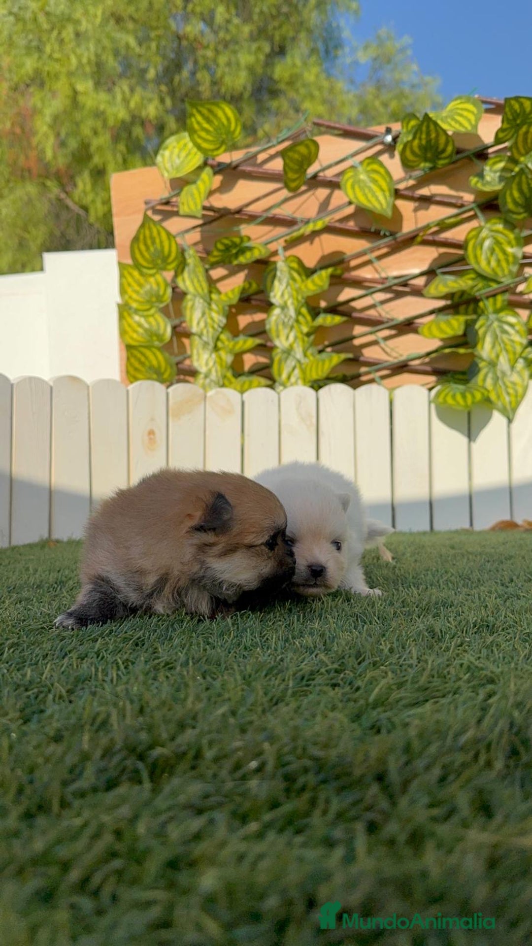 Pomerania perros en venta: POMERANIAS HEMBRAS - Imagen 6