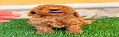 Caniche Toy 1