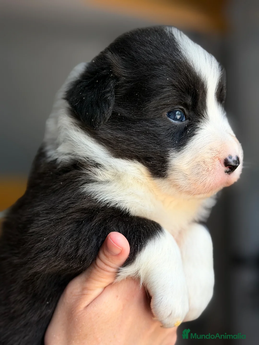 Border Collie perros en venta: Border collie negro y blanco  - Anuncio 1