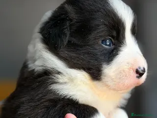 Border Collie perros Border collie negro y blanco - Anuncio 1