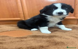 Border Collie perros en venta: Border collie - Imagen 9