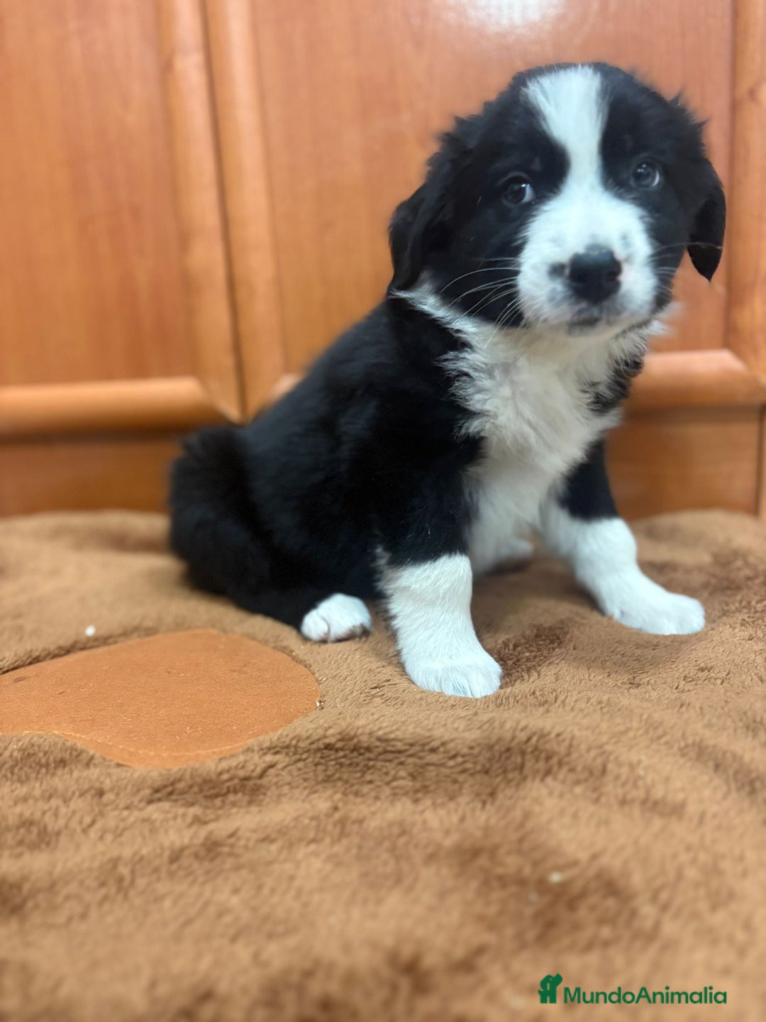 Border Collie perros en venta: Border collie - Imagen 9