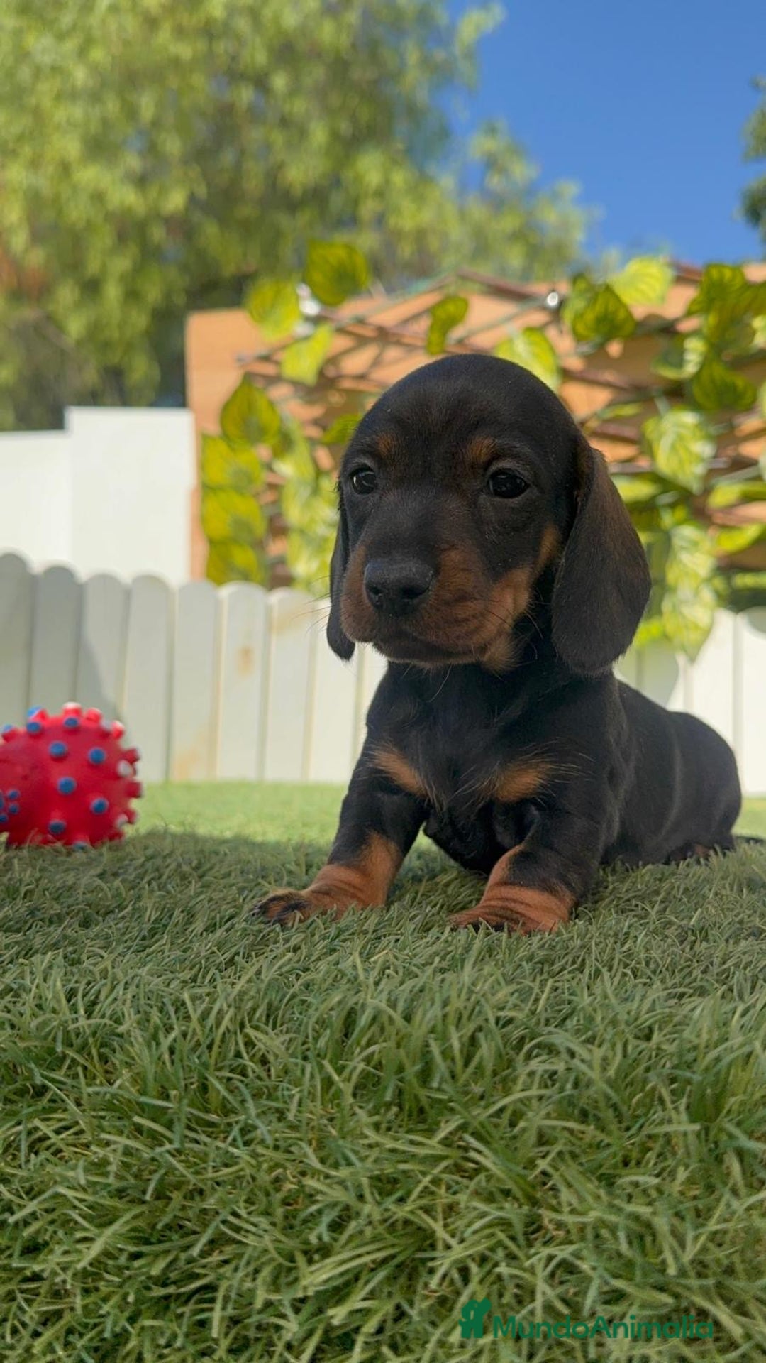 Teckel Miniatura perros en venta: TECKEL MINIATURA  - Imagen 31