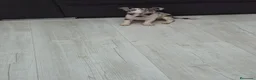Chihuahua perros en venta: Impresionantes chihuahuas micro Toys - Anuncio 3