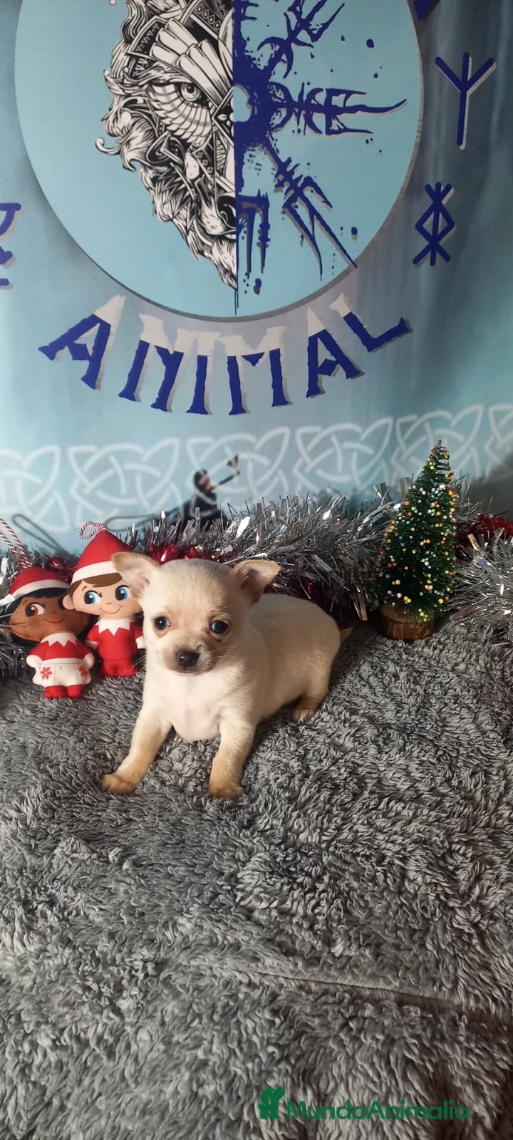 Chihuahua perros Chihuahua macho para entregar en unos días  - Anuncio 1