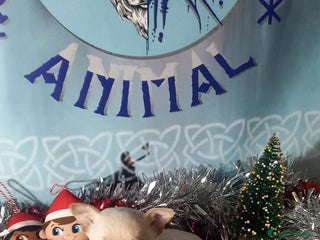 Chihuahua perros Chihuahua macho para entregar en unos días - Anuncio 1