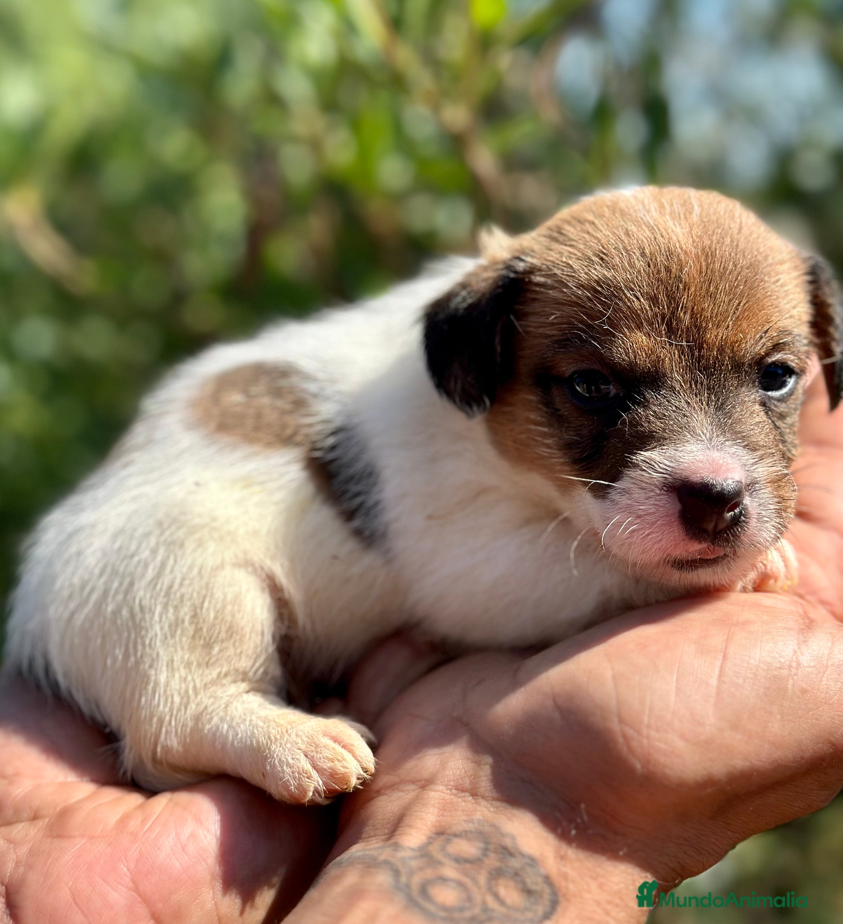 Jack Russell Terrier perros EXCEPCIONAL JACK RUSSEL BROKEM - Anuncio 3