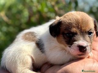 Jack Russell Terrier perros - Anuncio 26