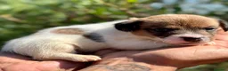 Jack Russell Terrier perros en venta: EXCEPCIONAL JACK RUSSEL BROKEM - Anuncio 1