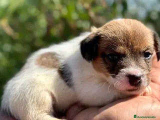 Jack Russell Terrier perros EXCEPCIONAL JACK RUSSEL BROKEM - Anuncio 34