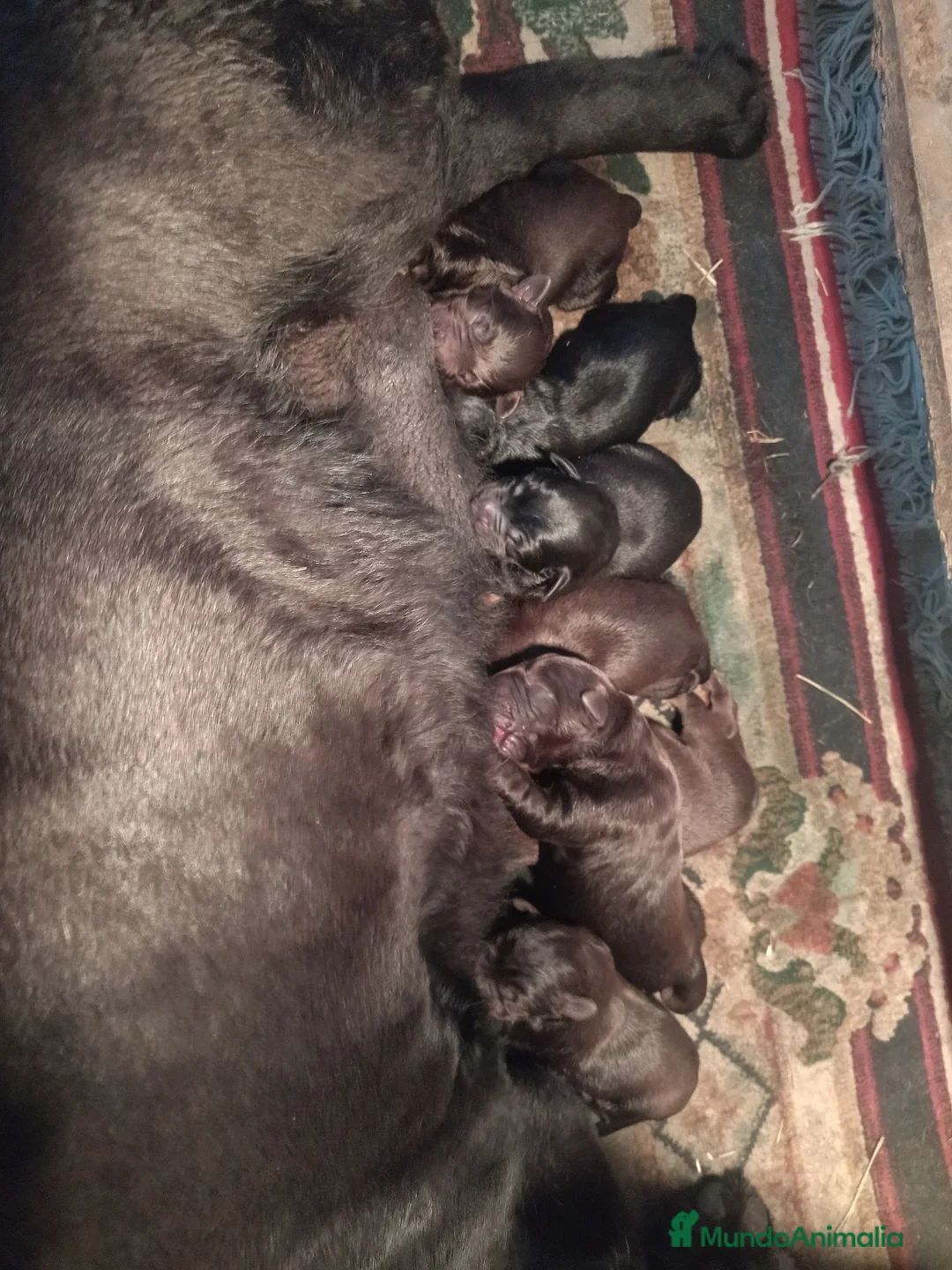Labrador Retriever perros en venta: Labradores chocolates y negros - Anuncio 2