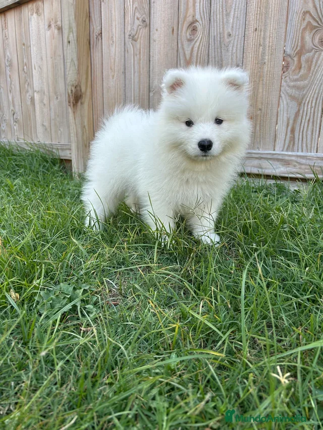 Samoyedo perros Precioso cachorro de Samoyedo  - Anuncio 1