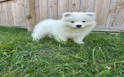 Samoyedo perros en venta: Precioso cachorro de Samoyedo  - Imagen 1