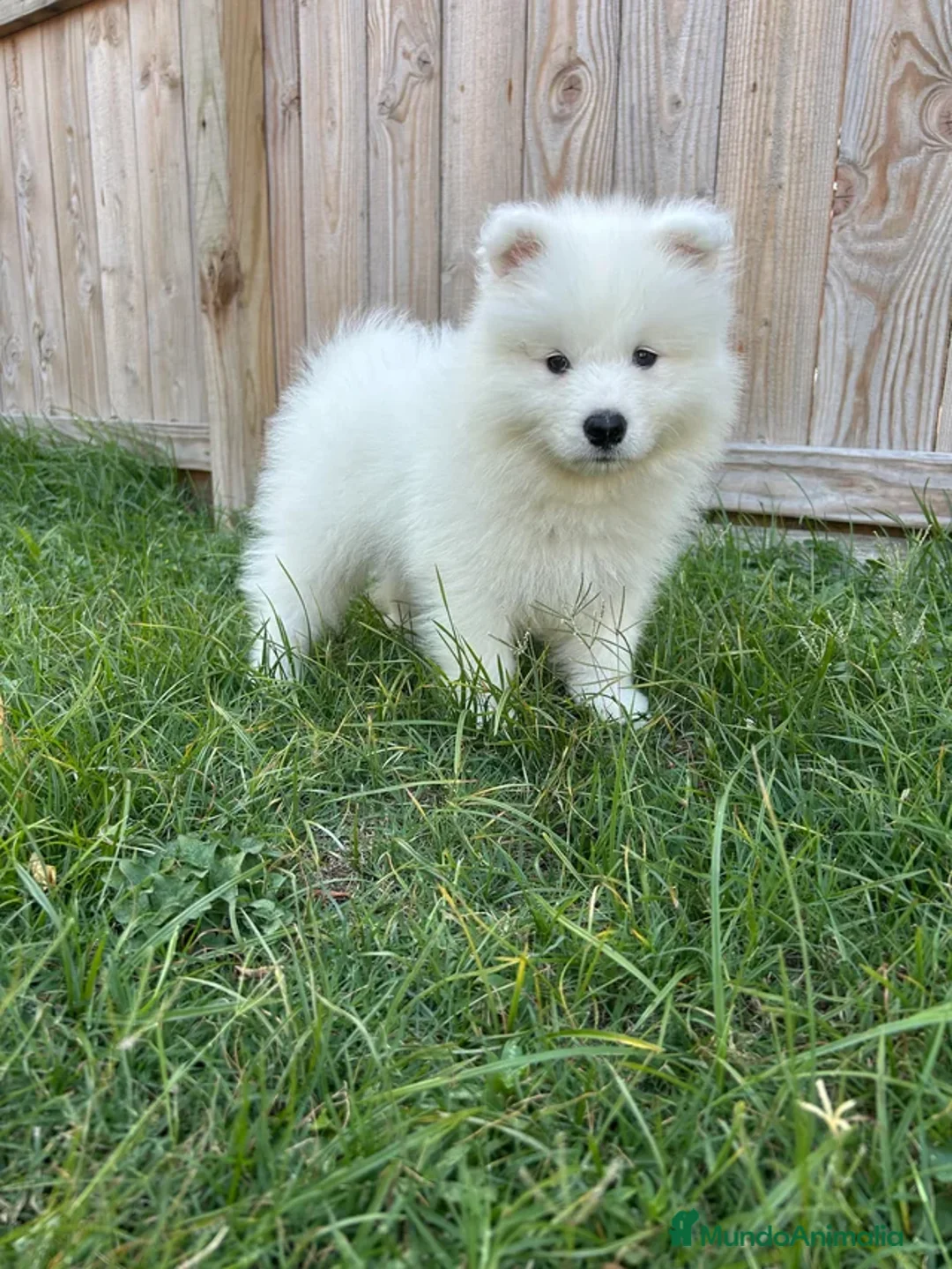 Samoyedo perros en venta: Precioso cachorro de Samoyedo  - Imagen 1