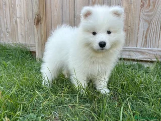 Samoyedo perros - Anuncio 2