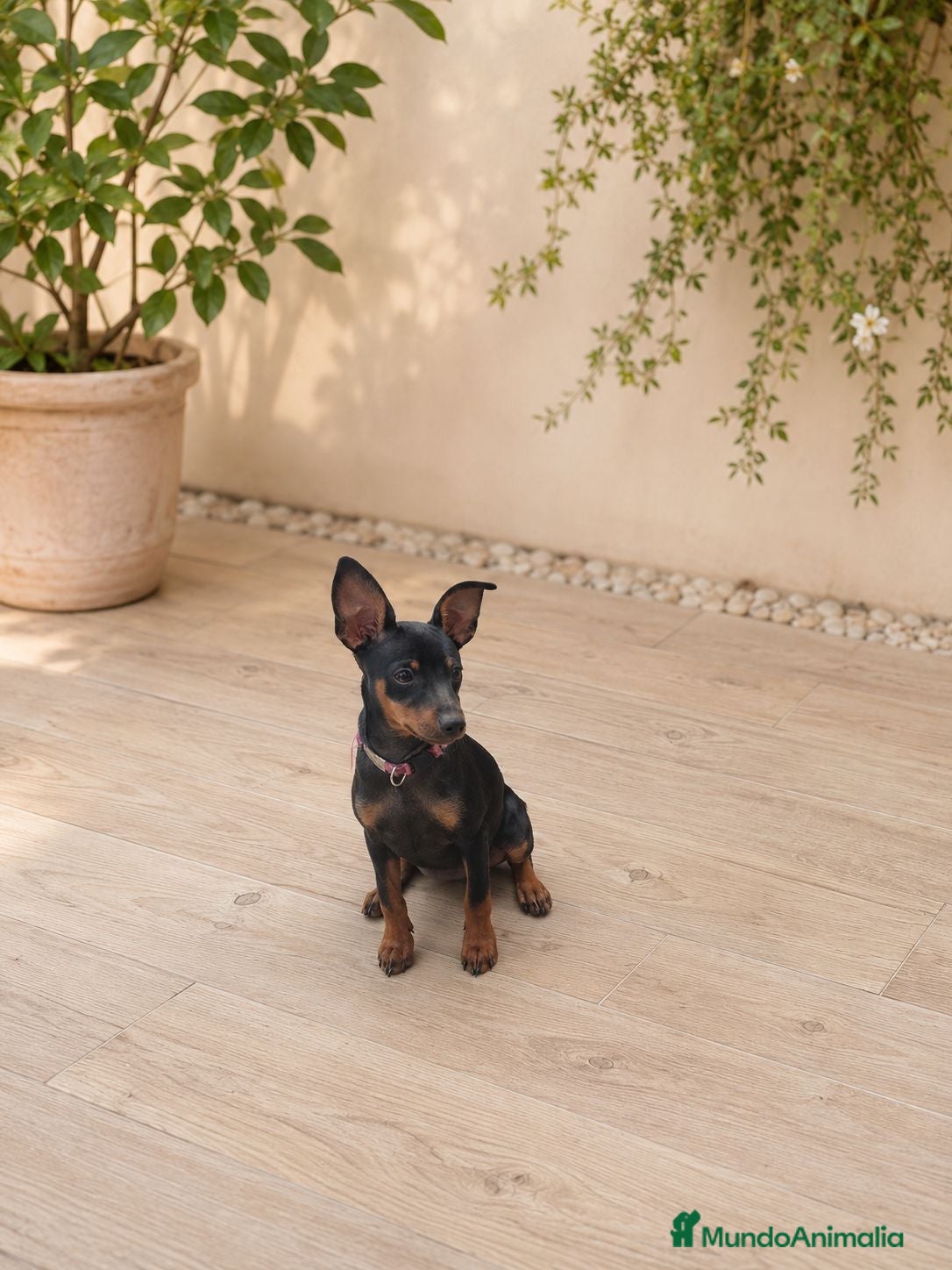 Pinscher Miniatura perros Mini pincher 🐾❤️ - Anuncio 9