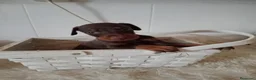 Dobermann perros en venta: Doberman - Anuncio 2