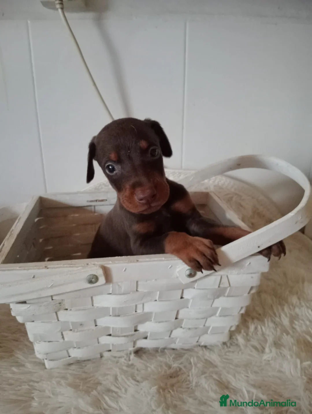 Dobermann perros en venta: Doberman - Anuncio 2