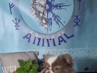 Pomerania perros - Anuncio 1